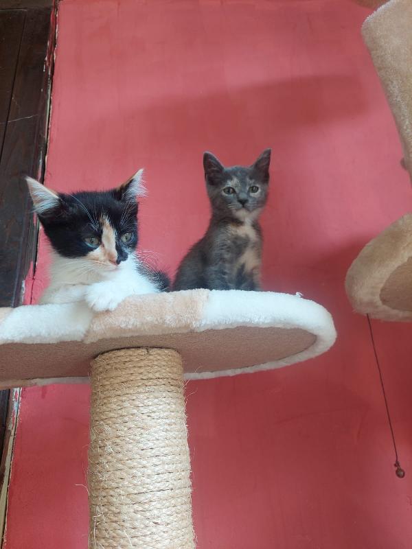 5 micini deliziosi aspettano una casa Foto 2